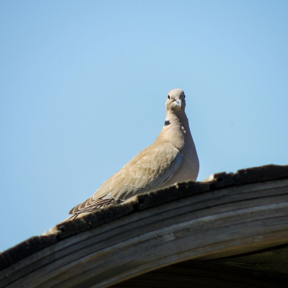 Bird on roof representing bird proofing service